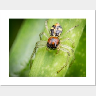 A Flat Abdomen Crab Spider (Camaricus maugei) Posters and Art